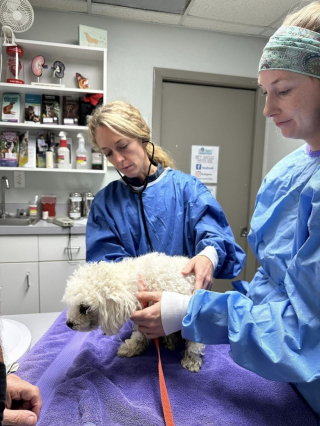 Illustration de l'article : Un chien abandonné 2 fois trouve enfin la famille de ses rêves