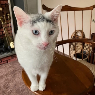 Illustration de l'article : Une chatte grincheuse devient câline après avoir trouvé la famille parfaite