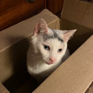 Illustration de l'article : Une chatte grincheuse devient câline après avoir trouvé la famille parfaite