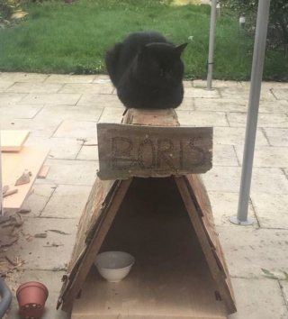 Illustration de l'article : 10 photos de chats qui savent épater leurs propriétaires