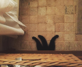 Illustration de l'article : 10 photos de chats qui savent épater leurs propriétaires