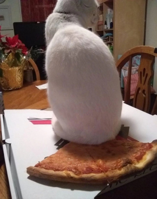 Illustration de l'article : 10 photos de chats qui savent épater leurs propriétaires