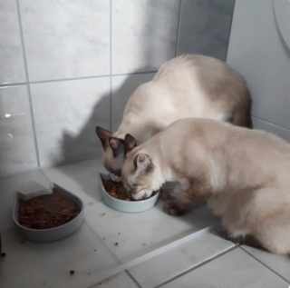 Illustration de l'article : 10 photos de chats qui savent épater leurs propriétaires