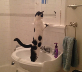 Illustration de l'article : 10 photos de chats qui savent épater leurs propriétaires