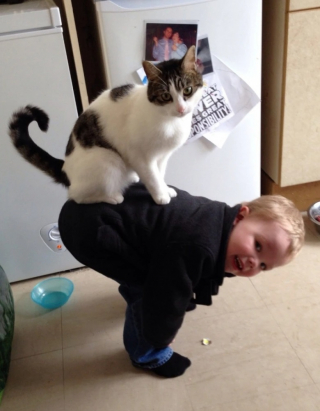 Illustration de l'article : 10 photos de chats qui savent épater leurs propriétaires