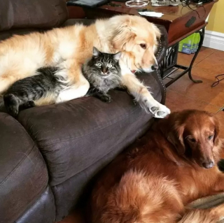 Illustration de l'article : 10 photos de chiens qui adorent leur ami chat