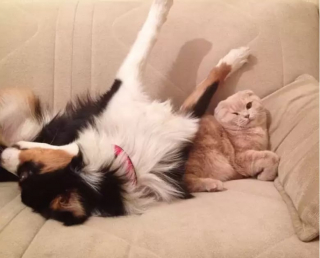 Illustration de l'article : 10 photos de chiens qui adorent leur ami chat