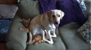 Illustration de l'article : 10 photos de chiens qui adorent leur ami chat