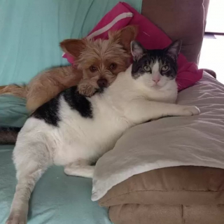 Illustration de l'article : 10 photos de chiens qui adorent leur ami chat