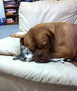 Illustration de l'article : 10 photos de chiens qui adorent leur ami chat