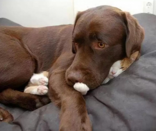 Illustration de l'article : 10 photos de chiens qui adorent leur ami chat