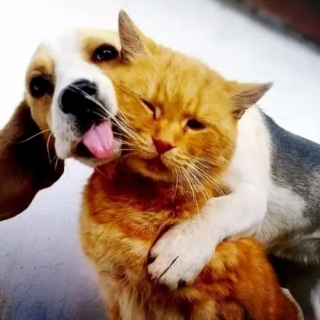 Illustration de l'article : 10 photos de chiens qui adorent leur ami chat