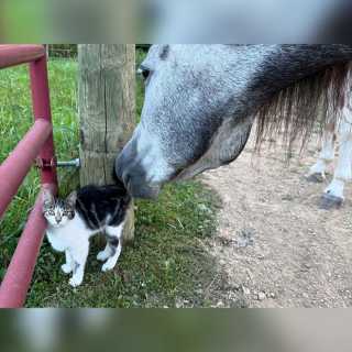 Illustration de l'article : Des chevaux trouvent un chaton perdu et décident de veiller sur lui