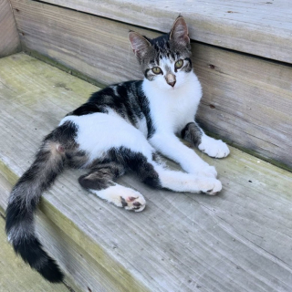 Illustration de l'article : Des chevaux trouvent un chaton perdu et décident de veiller sur lui