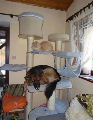 Illustration de l'article : 10 photos de chiens qui se prennent pour des chats