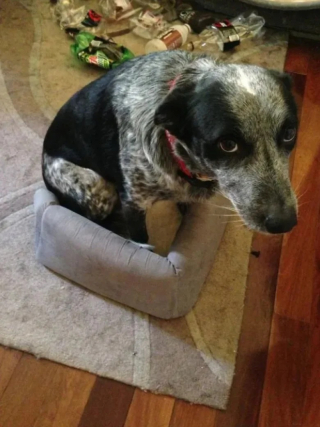 Illustration de l'article : 10 photos de chiens qui se prennent pour des chats