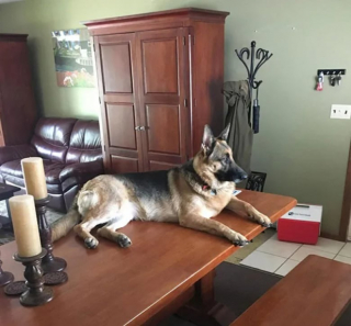 Illustration de l'article : 10 photos de chiens qui se prennent pour des chats