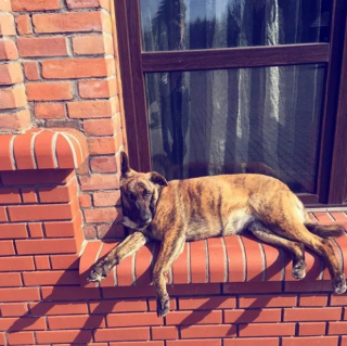 Illustration de l'article : 10 photos de chiens qui se prennent pour des chats