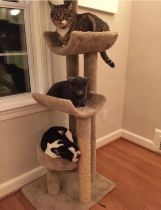 Illustration de l'article : 10 photos de chiens qui se prennent pour des chats