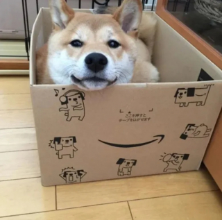 Illustration de l'article : 10 photos de chiens qui se prennent pour des chats