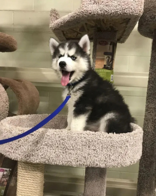 Illustration de l'article : 10 photos de chiens qui se prennent pour des chats