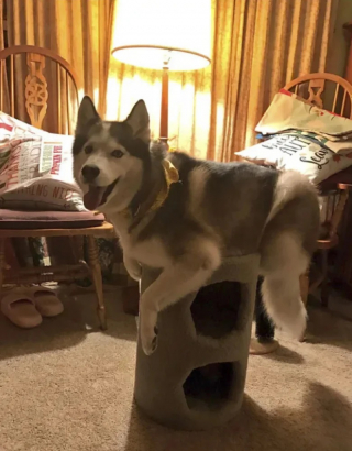 Illustration de l'article : 10 photos de chiens qui se prennent pour des chats