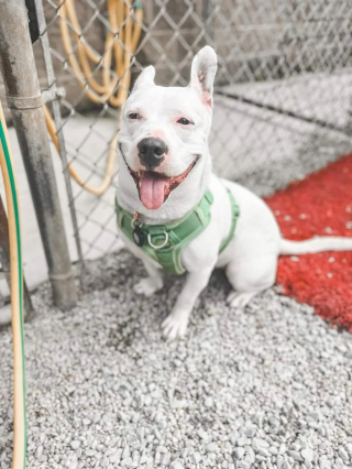 Illustration de l'article : Une chienne de refuge sourde se fait remarquer en plongeant dans une fontaine lors d’un événement d’adoption