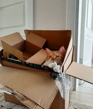 Illustration de l'article : Ce chat aveugle surprend sa famille en étant bien plus courageux que ses amis félins