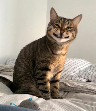 Illustration de l'article : 10 photos de chats et de chiens spécialistes de la grimace