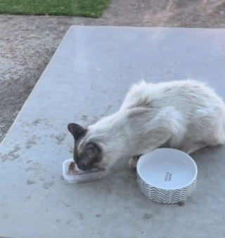 Illustration de l'article : Un chat errant vivant dans les égouts rencontre une amoureuse des animaux