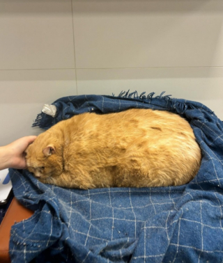 Illustration de l'article : Un chat de 17 kilogrammes, peinant à marcher, est retrouvé dans le sous-sol d’un hôpital