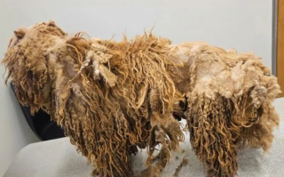 Illustration de l'article : Plus de 250 Labradoodles maltraités sauvés d’une ferme à chiots