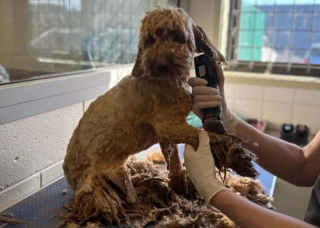 Illustration de l'article : Plus de 250 Labradoodles maltraités sauvés d’une ferme à chiots