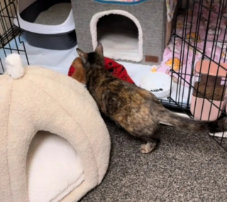 Illustration de l'article : Une chatte de refuge ayant 6 petits découvre un chaton orphelin et l’adopte