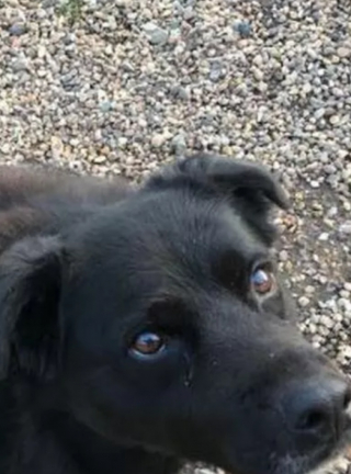 Illustration de l'article : Grâce à son flair, une chienne sauve son maître d’un cancer non diagnostiqué