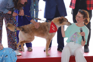 Illustration de l'article : Quel chien acteur obtiendra le prix de la meilleure performance à la Palm Dog 2025 et succédera à Kodi ?