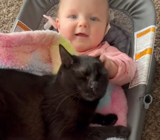 Illustration de l'article : Cette chatte de refuge est tombée sous le charme du bébé de la famille