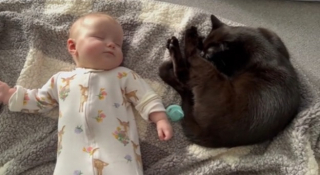 Illustration de l'article : Cette chatte de refuge est tombée sous le charme du bébé de la famille