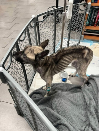 Illustration de l'article : Ce chien affamé et négligé par son maître réapprend à vivre normalement