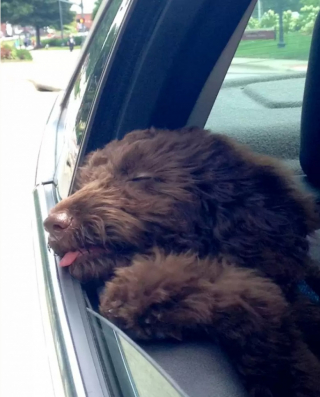 Illustration de l'article : 9 chiens qui adorent se promener en voiture