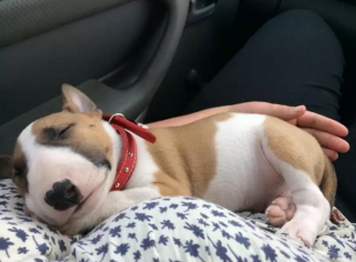 Illustration de l'article : 9 chiens qui adorent se promener en voiture