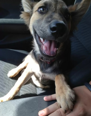 Illustration de l'article : 9 chiens qui adorent se promener en voiture