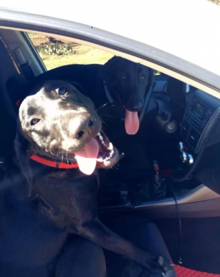 Illustration de l'article : 9 chiens qui adorent se promener en voiture