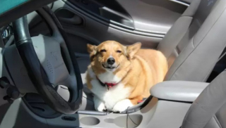 Illustration de l'article : 9 chiens qui adorent se promener en voiture