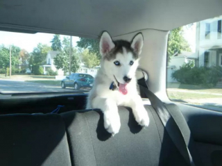 Illustration de l'article : 9 chiens qui adorent se promener en voiture