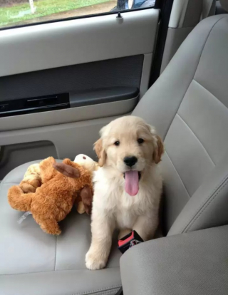 Illustration de l'article : 9 chiens qui adorent se promener en voiture