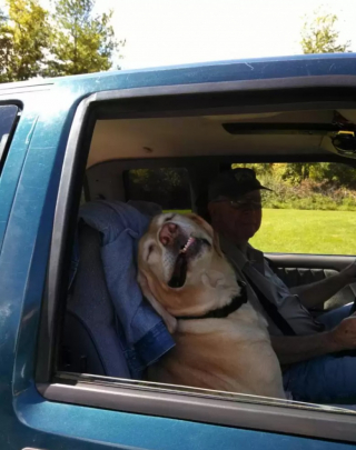 Illustration de l'article : 9 chiens qui adorent se promener en voiture