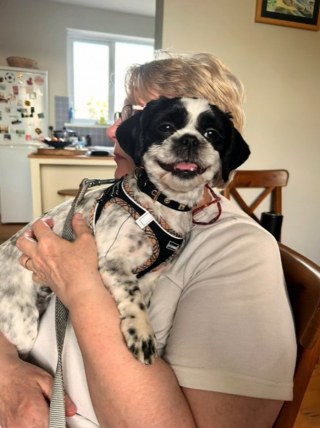 Illustration de l'article : Cette petite chienne creuse un trou dans le jardin pour aller vivre chez ses voisins (vidéo)