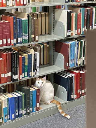 Illustration de l'article : Sauvé alors qu’il était malade, ce chat errant devient la mascotte d’une bibliothèque