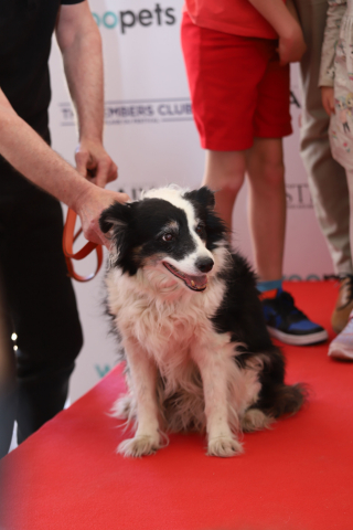 Illustration de l'article : La Palm Dog 2025 est attribuée à Panda, le chien de « The Love That Remains » de Hlynur Pálmason